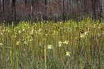 Yellow trumpets